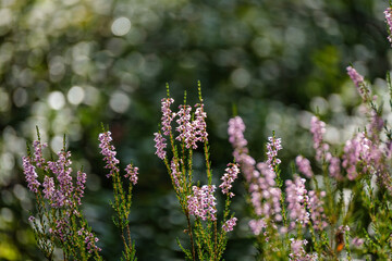 heather blooming in summer forest