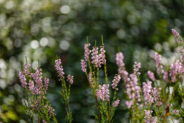 heather blooming in summer forest