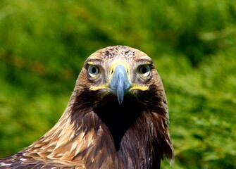 beautiful eagle close up