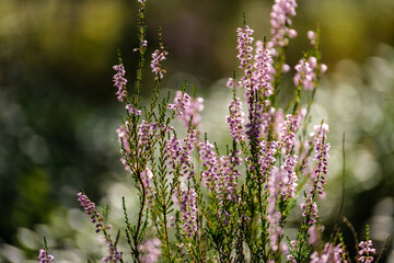 heather blooming in summer forest