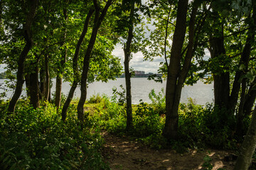 abstract tree trunk wall near open field