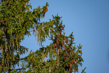 abstract tree branches against blue sky with blur background