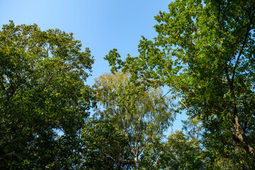 abstract tree branches against blue sky with blur background