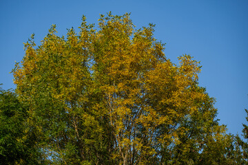 Fototapeta premium abstract tree branches against blue sky with blur background