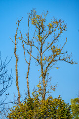 abstract tree branches against blue sky with blur background