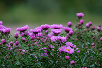 purple summer flowers blooming in the garden