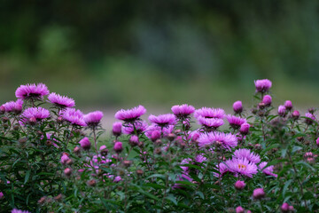 purple summer flowers blooming in the garden