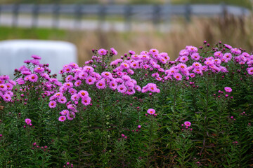 Obraz premium purple summer flowers blooming in the garden