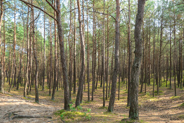 A coniferous forest on Sobieszewo island, Poland. The forest grows next to a sandy beach and therefore is rich in iodine. Tall trees around. Clear and blue sky above them. Clean undergrowth with moss
