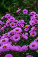 purple summer flowers blooming in the garden