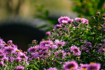 Obraz premium purple summer flowers blooming in the garden