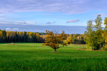 summer countryside fields and forests with blu sky above