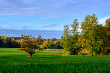 summer countryside fields and forests with blu sky above