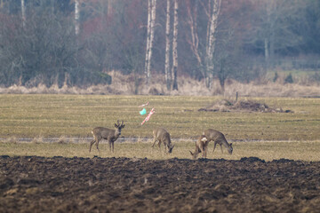 Fototapeta na wymiar pack of deer eating in spring fields