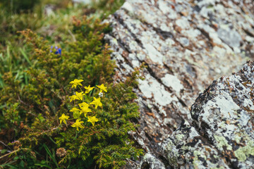 Sunny green nature background with small yellow flowers among conifer thickets. Scenic alpine backdrop with yellow small flowers and beautiful alpine flora among rocks with lichens. Lush vegetations.
