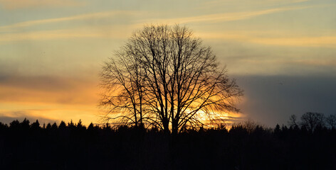 tree and sunset