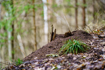 late spring forest details with fallen tree trunks and branches