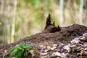 late spring forest details with fallen tree trunks and branches