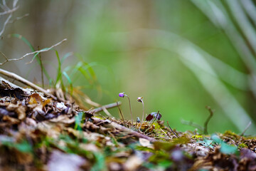 late spring forest details with fallen tree trunks and branches