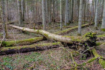 old fallen tree trunk stomp in wild forest