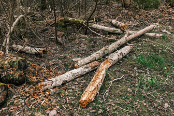 old fallen tree trunk stomp in wild forest