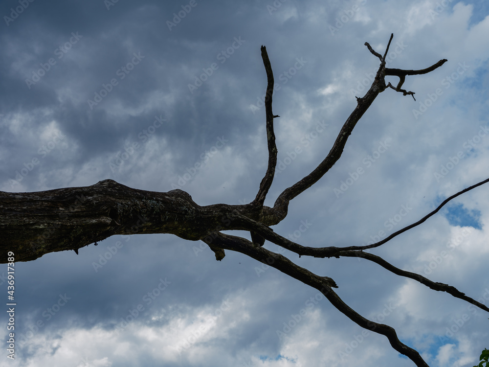 Wall mural abstract tree branches against blue sky with blur background