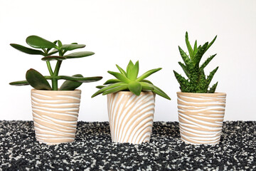 Three Succulent Indoor Plants In Ceramic Pots