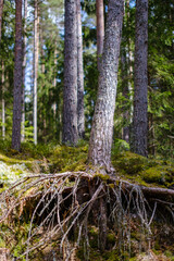 old fallen tree trunk stomp in wild forest