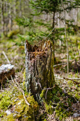 old fallen tree trunk stomp in wild forest