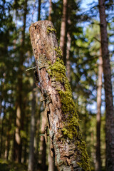 old fallen tree trunk stomp in wild forest