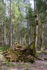 old fallen tree trunk stomp in wild forest