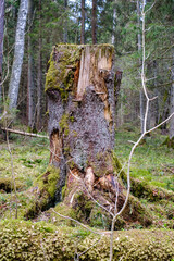 old fallen tree trunk stomp in wild forest