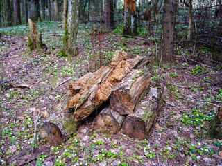 old fallen tree trunk stomp in wild forest