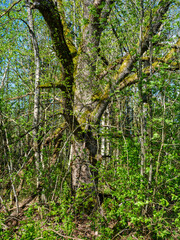 abstract tree branches against blue sky with blur background