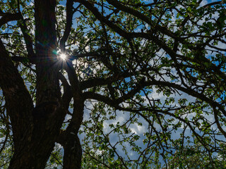 abstract tree branches against blue sky with blur background