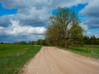 dusty gravel road in summer green fresh wet forest