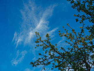 Fototapeta premium abstract tree branches against blue sky with blur background
