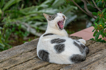 bored cat on wooden bench at nap time