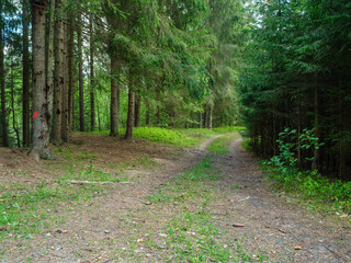 Fototapeta premium dusty gravel road in summer green fresh wet forest