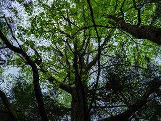 abstract tree branches against blue sky with blur background