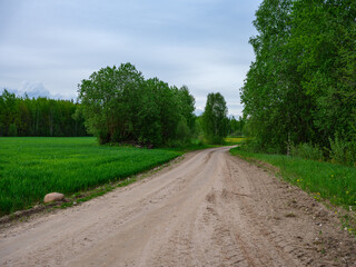 dusty gravel road in summer green fresh wet forest