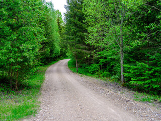 dusty gravel road in summer green fresh wet forest