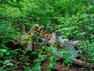 old fallen tree trunk stomp in wild forest