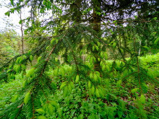 abstract tree branches against blue sky with blur background