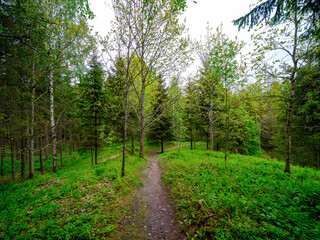 dusty gravel road in summer green fresh wet forest