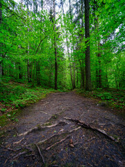 dusty gravel road in summer green fresh wet forest