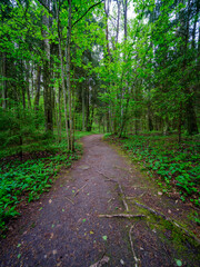 dusty gravel road in summer green fresh wet forest