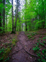 dusty gravel road in summer green fresh wet forest