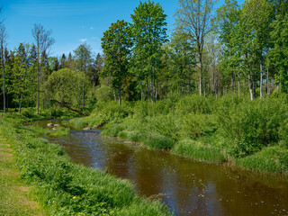 calm forest smal lriver with small waterfall from natural rocks