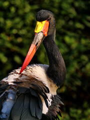 sattelstorch als portrait, ephippiorhynchus senegalensis, vor dunklem grünen hintergrund